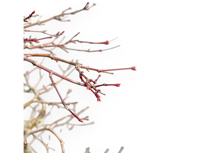 Acer Palmatum Viridis - Arce - 73 cm