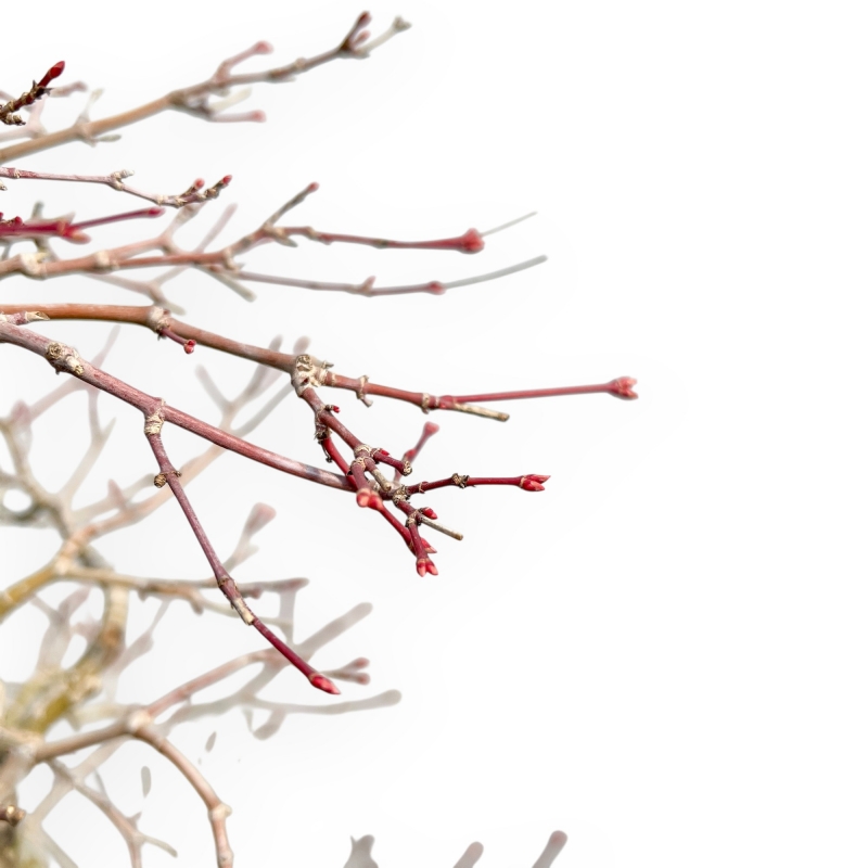 Acer Palmatum Viridis - Esdoorn - 73 cm