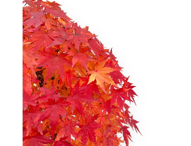 Acer Palmatum Viridis - Érable - 73 cm 2