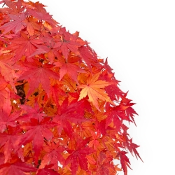 Acer Palmatum Viridis - Esdoorn - 73 cm