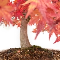 Acer Palmatum Viridis - Esdoorn - 73 cm
