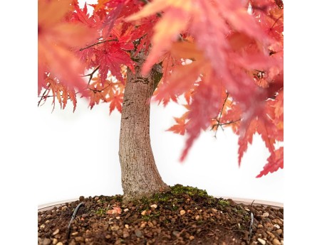 Acer Palmatum Viridis - Maple - 73 cm