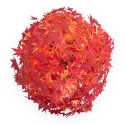 Acer Palmatum Viridis - Esdoorn - 73 cm