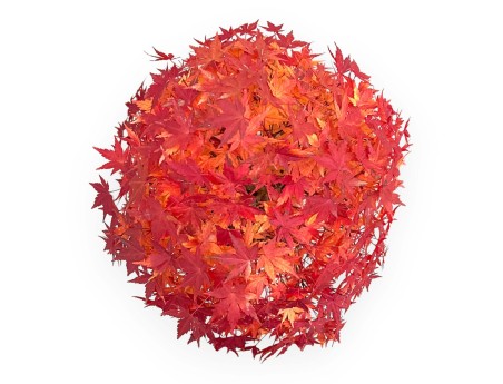 Acer Palmatum Viridis - Érable - 73 cm