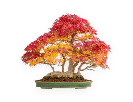 Acer palmatum Viridis bonsai esemplare in stile zattera | Eleganza e unicità
