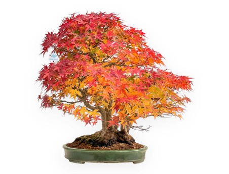 Acer palmatum Viridis bonsai esemplare in stile zattera | Eleganza e unicità