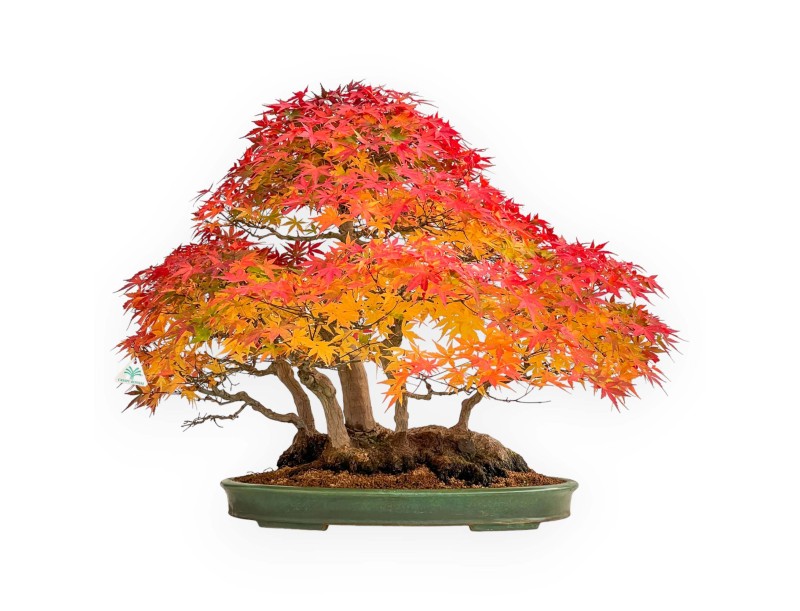 Acer palmatum Viridis bonsai specimen in raft style | Elegance and uniqueness
