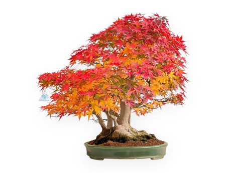 Acer palmatum Viridis bonsái estilo balsa | Elegancia y singularidad