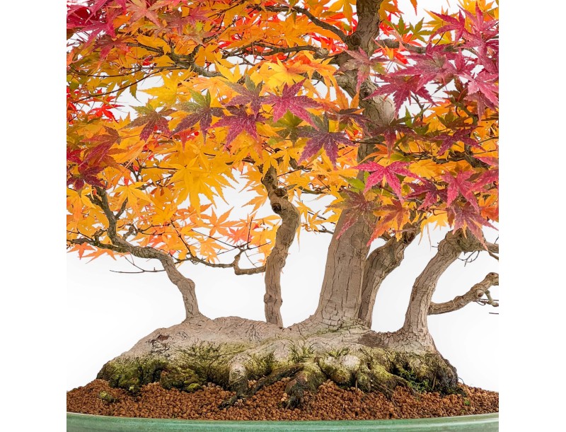 Acer palmatum Viridis bonsái estilo balsa | Elegancia y singularidad