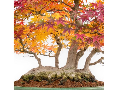Acer palmatum Viridis bonsai esemplare in stile zattera | Eleganza e unicità