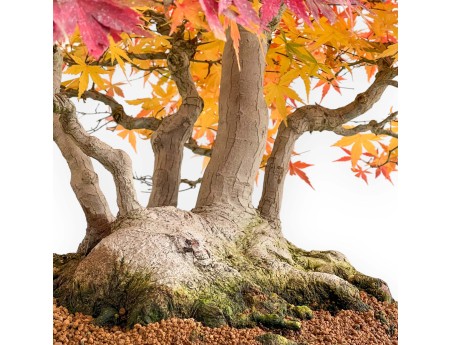 Acer palmatum Viridis bonsai esemplare in stile zattera | Eleganza e unicità