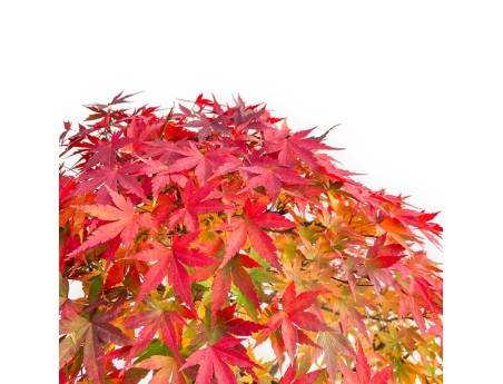 Acer palmatum Viridis bonsai esemplare in stile zattera | Eleganza e unicità