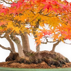 Acer Palmatum Viridis - Acero - 70 cm
