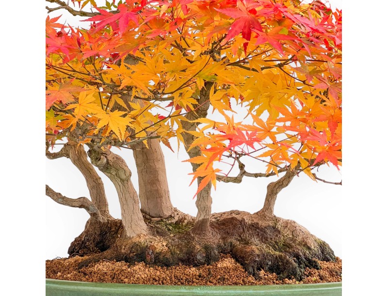 Acer palmatum Viridis bonsai specimen in raft style | Elegance and uniqueness
