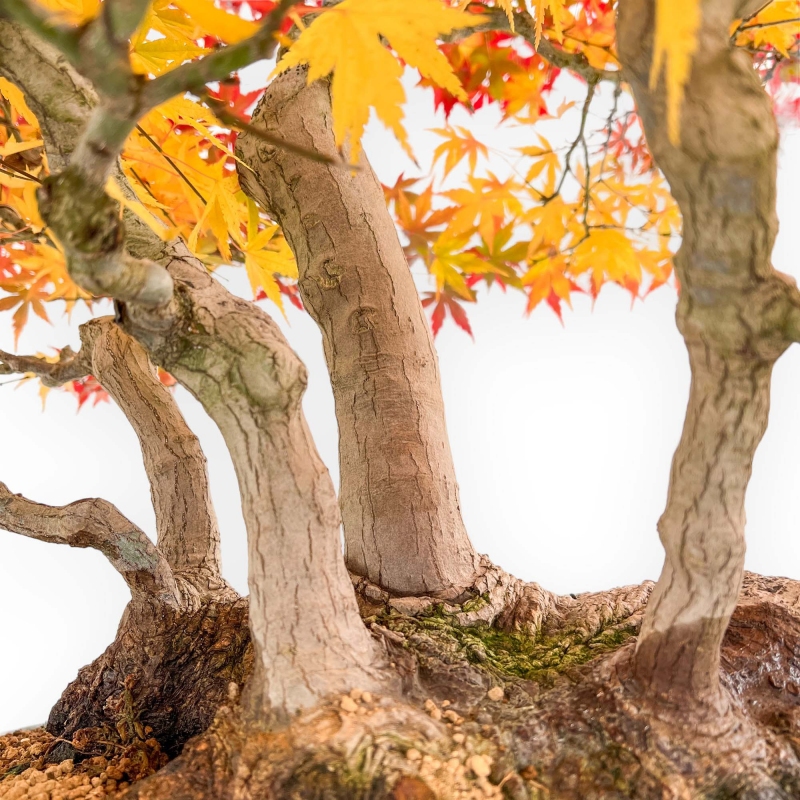 Acer palmatum Viridis bonsai esemplare in stile zattera | Eleganza e unicità