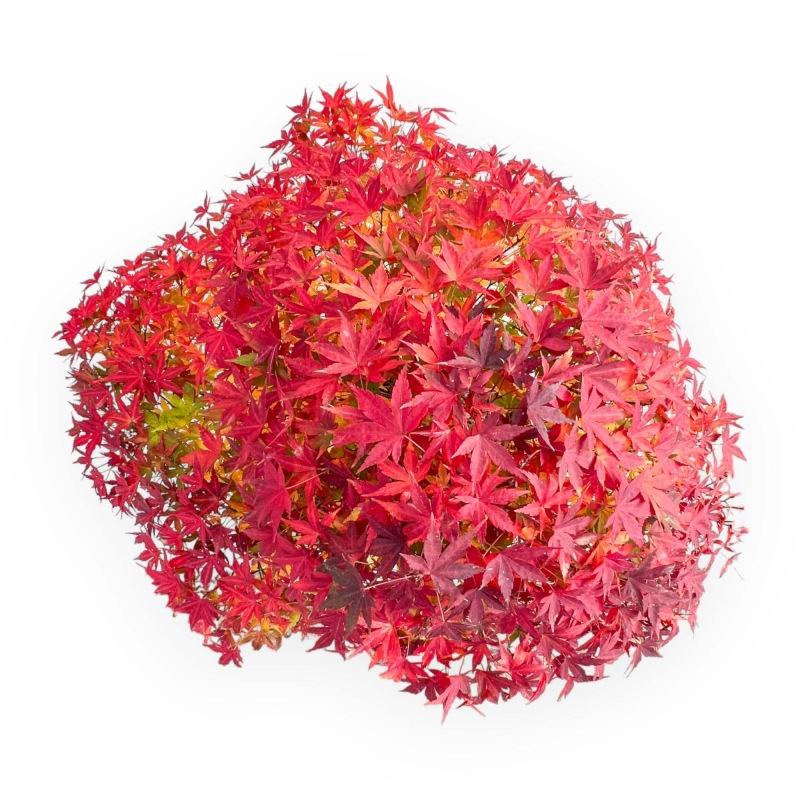 Acer palmatum Viridis bonsai esemplare in stile zattera | Eleganza e unicità