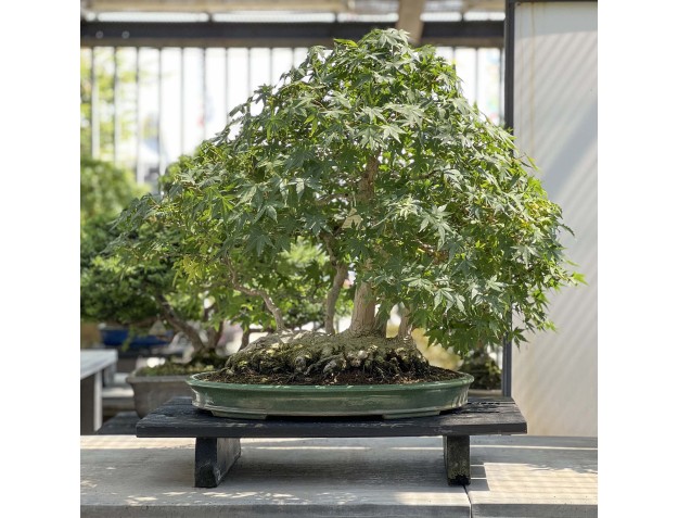 Acer palmatum Viridis Bonsai-Exemplar im Floßstil | Eleganz und Einzigartigkeit 2