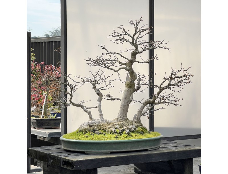 Acer palmatum Viridis bonsai esemplare in stile zattera | Eleganza e unicità