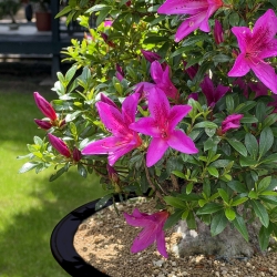 Rhododendron Indicum Kazusamurasaki - Azalea - 88 cm