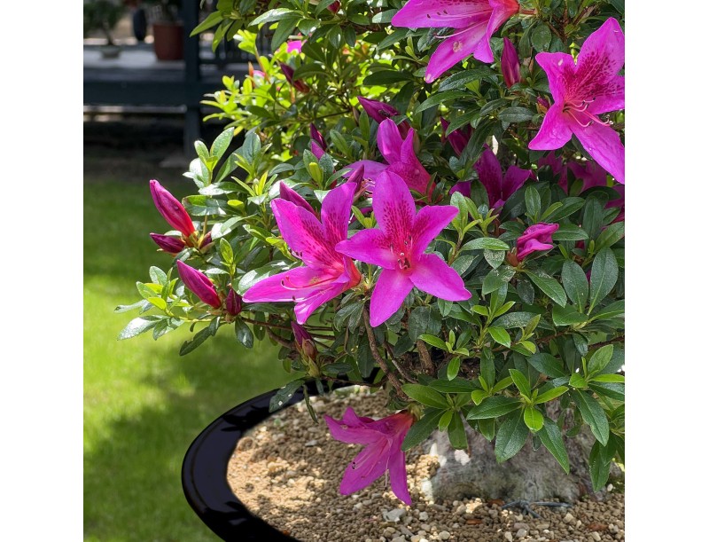 Rhododendron Indicum Kazusamurasaki - Azalea - 88 cm