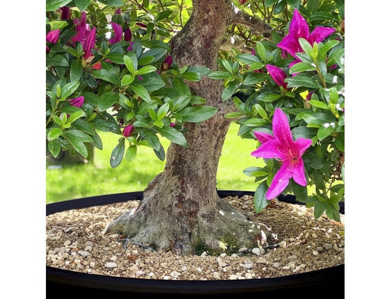 Rhododendron Indicum Kazusamurasaki - Azalée - 88 cm