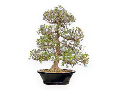 Rhododendron Indicum Kazusamurasaki - Azalée - 88 cm