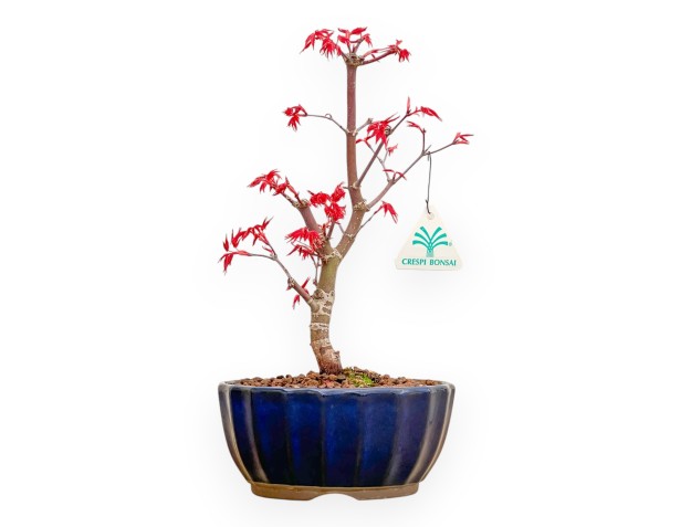 Acer Palmatum Deshojo - Arce - 31 cm