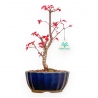 Acer Palmatum Deshojo - Acero - 31 cm