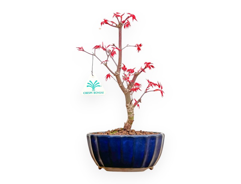 Acer Palmatum Deshojo - Ahorne - 31 cm