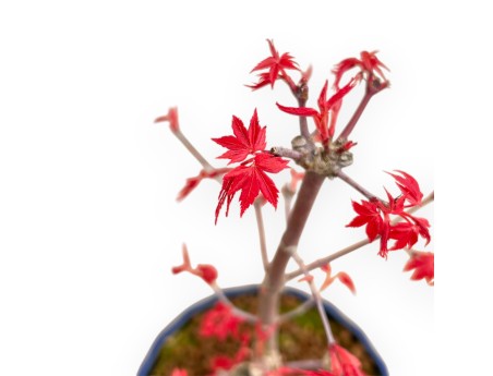 Acer Palmatum Deshojo - Esdoorn - 31 cm