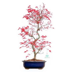 Acer Palmatum Deshojo - Maple - 55 cm