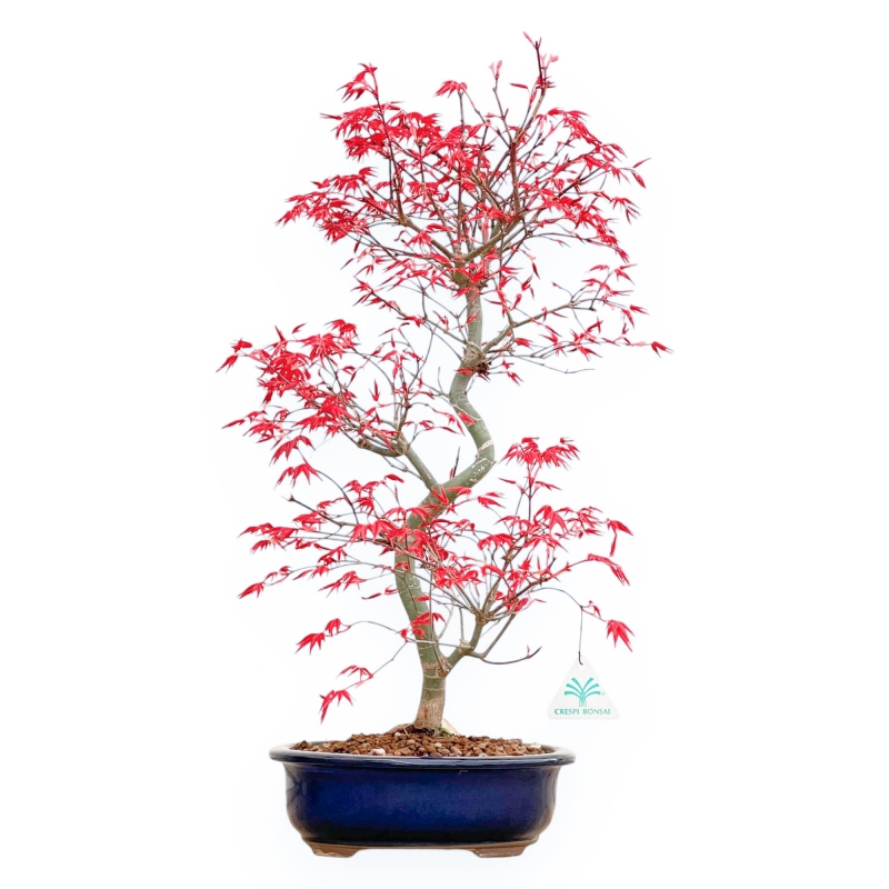 Acer Palmatum Deshojo - Acero - 55 cm