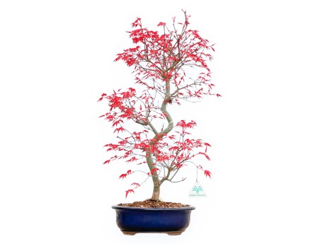 Acer Palmatum Deshojo - Ahorne - 55 cm