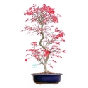 Acer Palmatum Deshojo - Acero - 55 cm