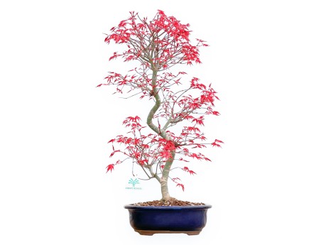 Acer Palmatum Deshojo - Arce - 55 cm