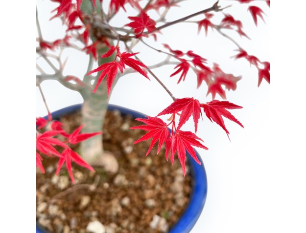 Acer Palmatum Deshojo - Ahorne - 55 cm 2