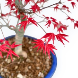 Acer Palmatum Deshojo - Maple - 55 cm