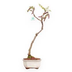 Wisteria Floribunda - Wisteria - 58 cm