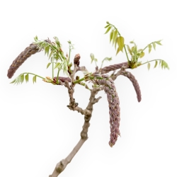 Wisteria Floribunda - Wisteria - 58 cm