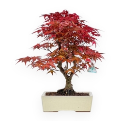 Acer Palmatum Deshojo - Acero - 35 cm