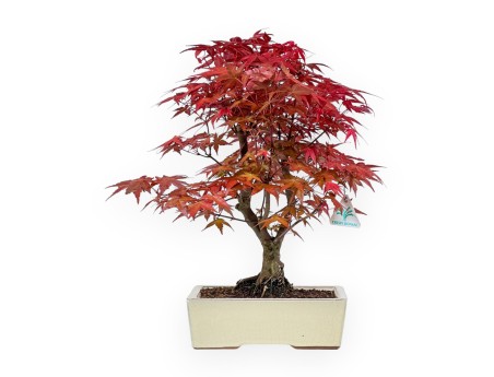 Acer Palmatum Deshojo - Acero - 35 cm