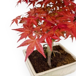 Acer Palmatum Deshojo - Acero - 35 cm