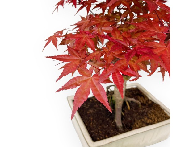 Acer Palmatum Deshojo - Arce - 35 cm 2
