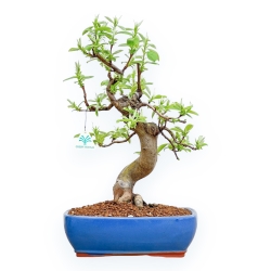 Pseudocydonia Chinensis - Cognassier - 46 cm