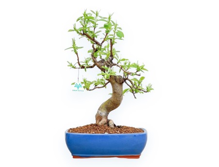 Pseudocydonia Chinensis - Apple Tree - 46 cm
