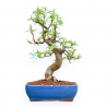 Pseudocydonia Chinensis - Cotogno - 46 cm