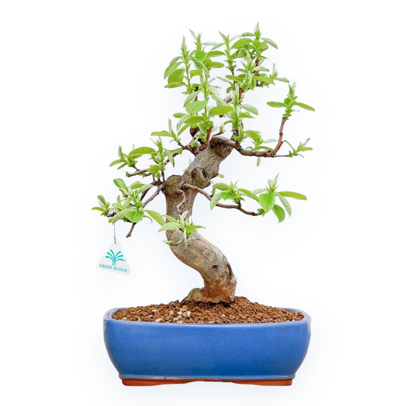 Pseudocydonia Chinensis - Apple Tree - 46 cm