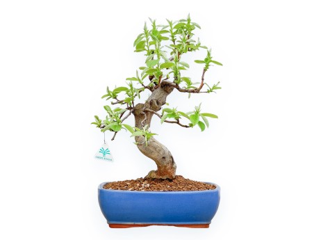 Pseudocydonia Chinensis - Cognassier - 46 cm