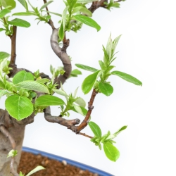 Pseudocydonia Chinensis - Apple Tree - 46 cm
