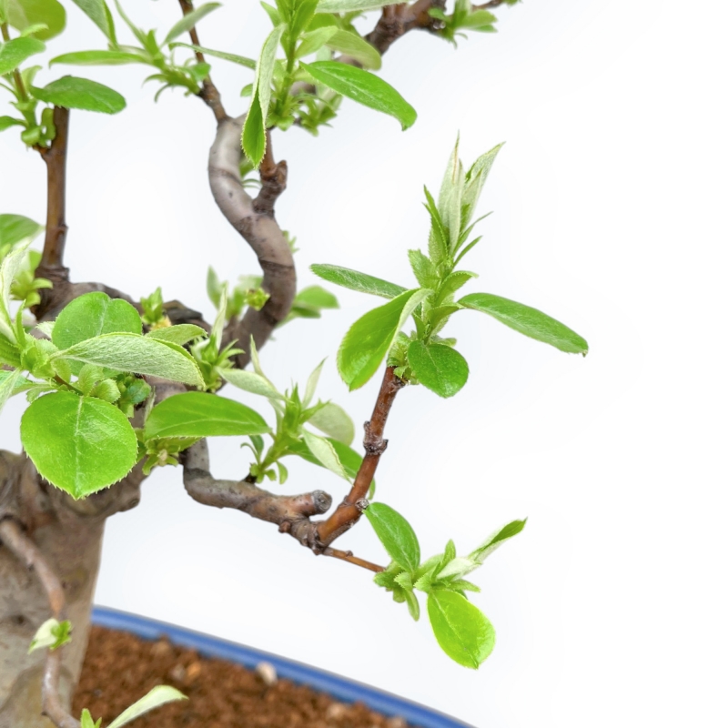 Pseudocydonia Chinensis - Apple Tree - 46 cm